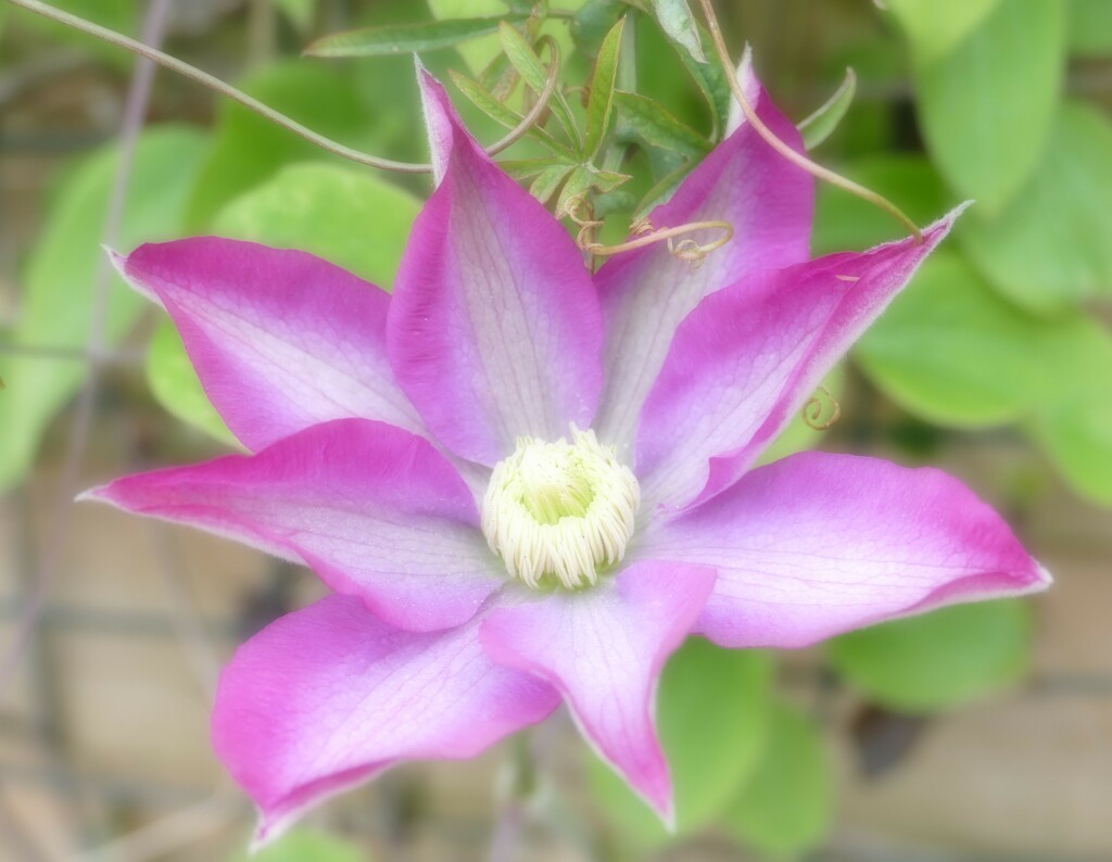 clematis flower in soft focus by cam365pix