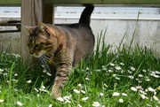 24th Apr 2022 - the cat and the daisies