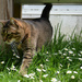 the cat and the daisies by parisouailleurs