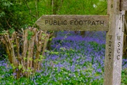 22nd Apr 2022 - Bluebell Woods