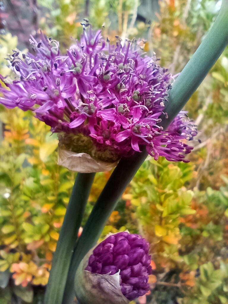 Spring Allium by 365projectorgjoworboys