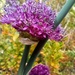 Spring Allium by 365projectorgjoworboys