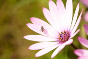 26th Apr 2022 - African daisy and fly............