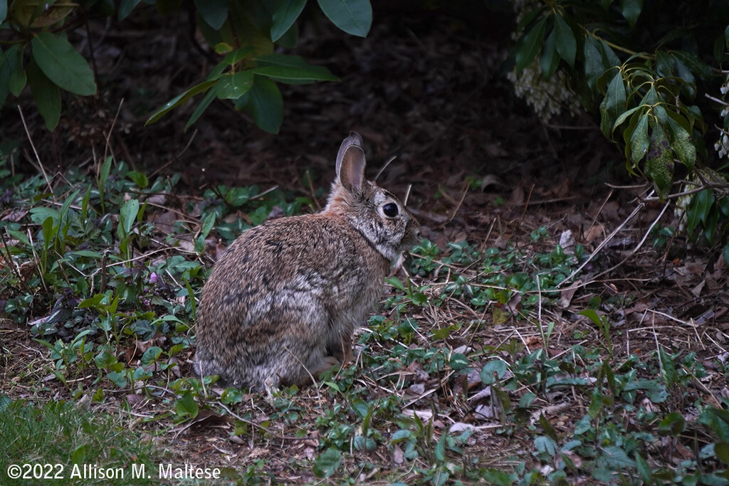 Eastern Cottontail by falcon11