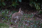 25th Apr 2022 - Eastern Cottontail