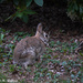 Eastern Cottontail by falcon11