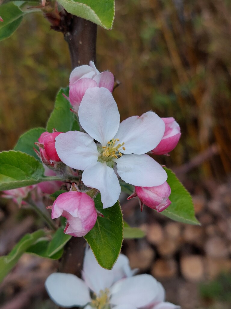 Apple blossom  by samcat