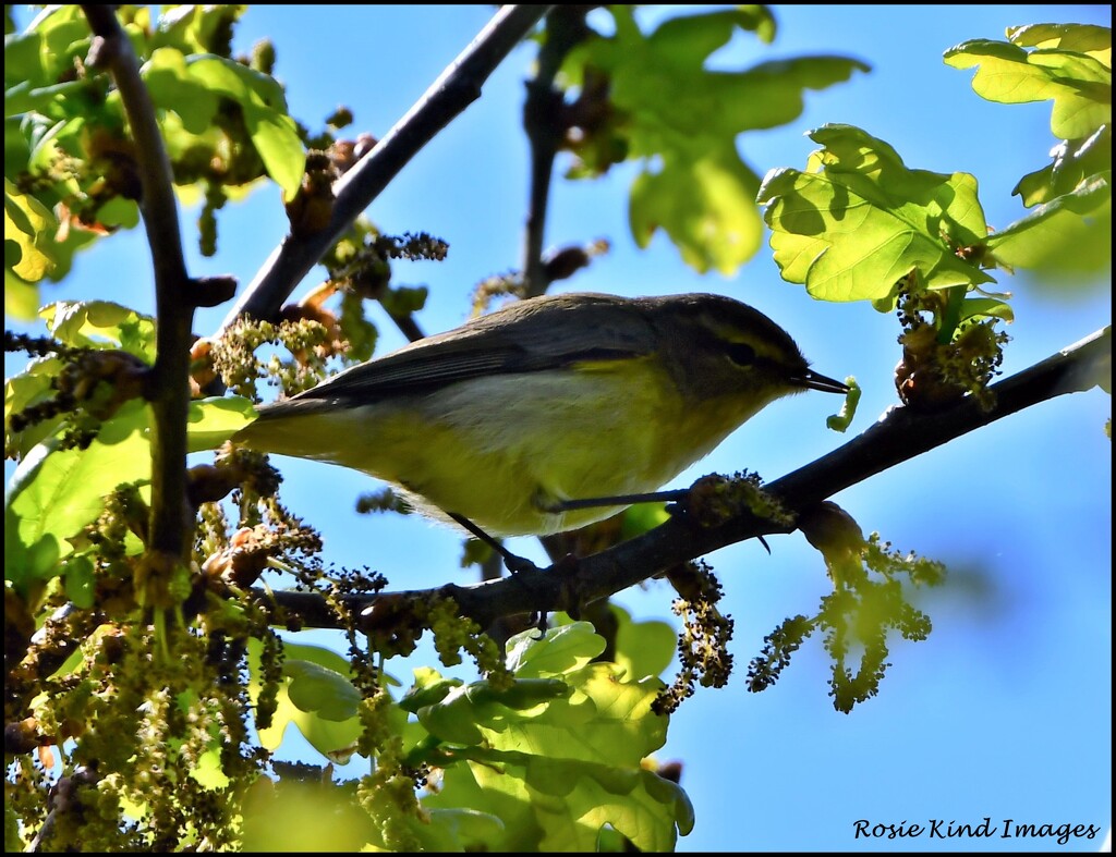 Chiff chaff with grub by rosiekind