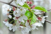 26th Apr 2022 - Pretty blossoms