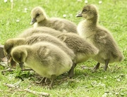 26th Apr 2022 - Greylag Chicks