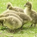 Greylag Chicks by tonygig
