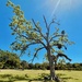 Gorgeous Tree/Gorgeous Day  by ctclady