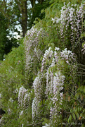 26th Apr 2022 - it's wisteria season!