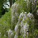 it's wisteria season! by parisouailleurs