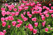 26th Apr 2022 - Tulips at Pashley Manor