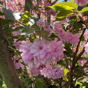 26th Apr 2022 - Ornamental cherry blossoms like cotton candy