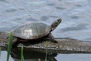26th Apr 2022 - Painted Turtle