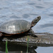 Painted Turtle by lsquared