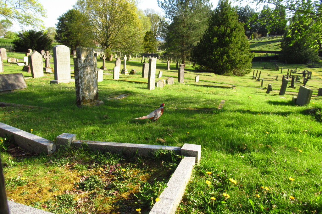 pheasant in a churchyard by anniesue