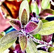 26th Apr 2022 - Psychedelic Sage