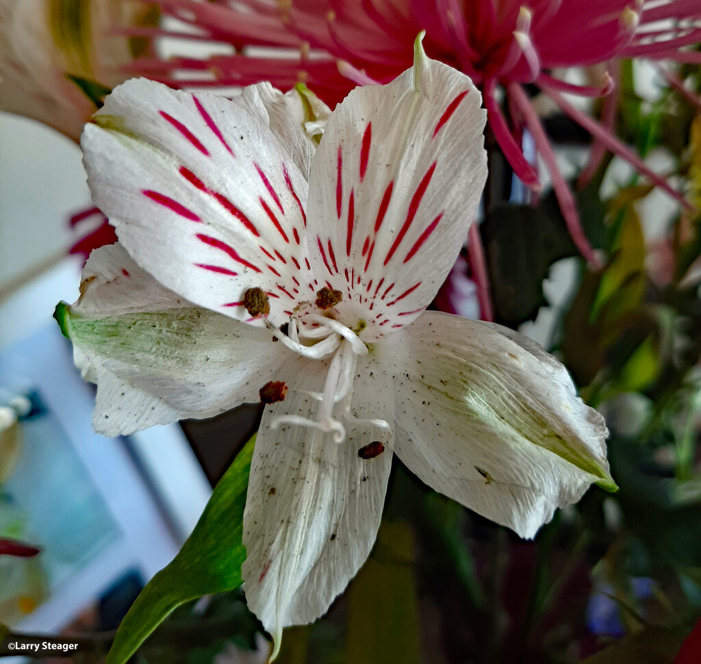 Peruvian Lily by larrysphotos
