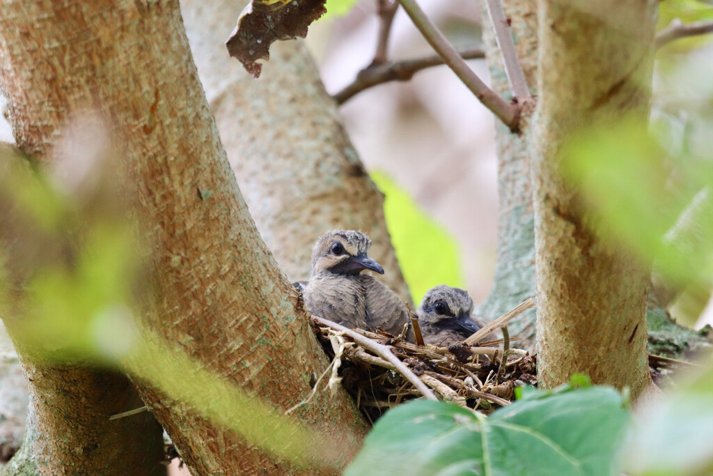 Baby Mourning Doves by lisasavill