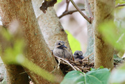 22nd Apr 2022 - Baby Mourning Doves