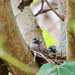 Baby Mourning Doves