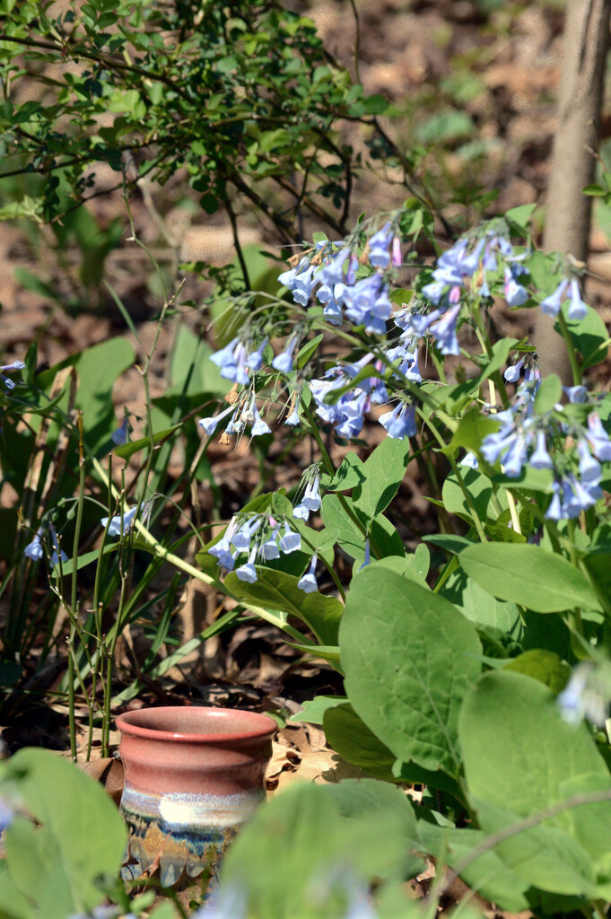 visiting the bluebells by francoise