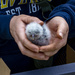 Orphaned Owlet