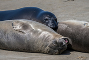 26th Apr 2022 - Elephant Seal Puppy Pile