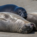 Elephant Seal Puppy Pile by nicoleweg