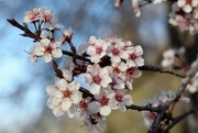 26th Apr 2022 - Tree blooms