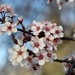 Tree blooms by sandlily