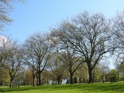 22nd Apr 2022 - Spring Trees 2