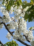 19th Apr 2022 - cherry blossom