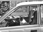 27th Apr 2022 - dogs in cars