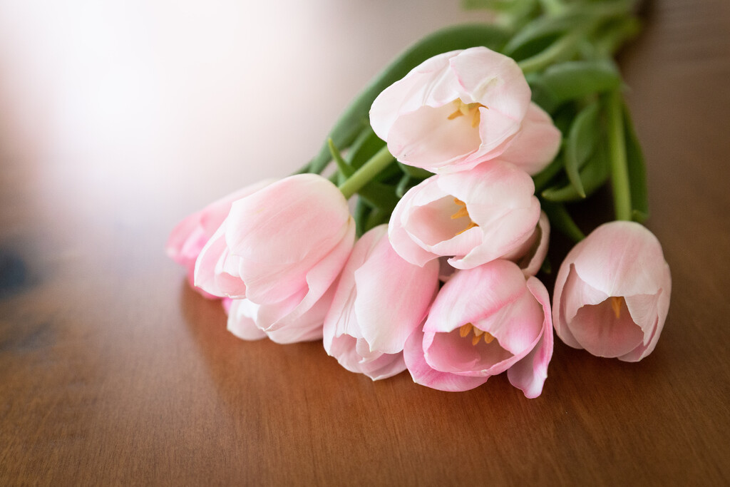Tulips by tina_mac