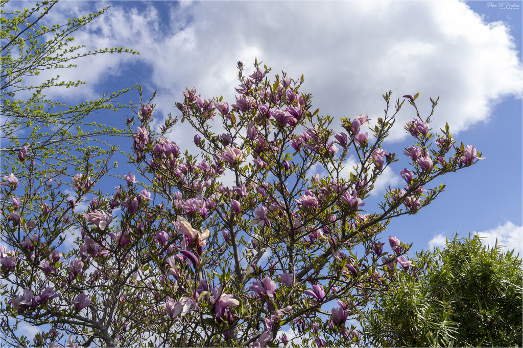 Blooming Magnolia by pcoulson
