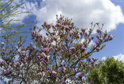 26th Apr 2022 - Blooming Magnolia