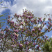 Blooming Magnolia by pcoulson