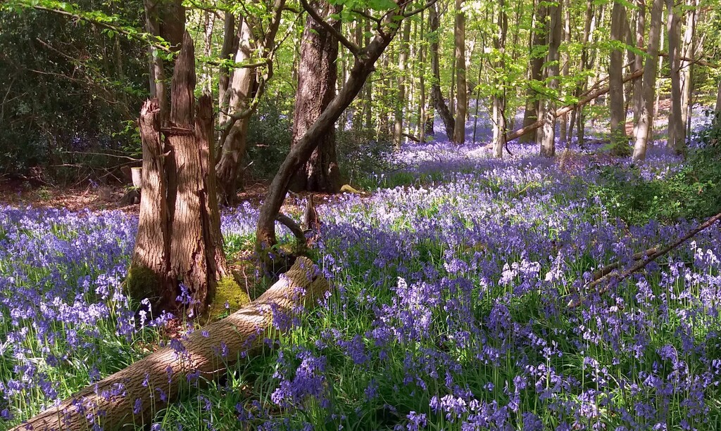 Another shot of the beautiful bluebells by anitaw
