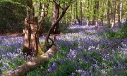 26th Apr 2022 - Another shot of the beautiful bluebells