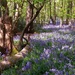 Another shot of the beautiful bluebells by anitaw