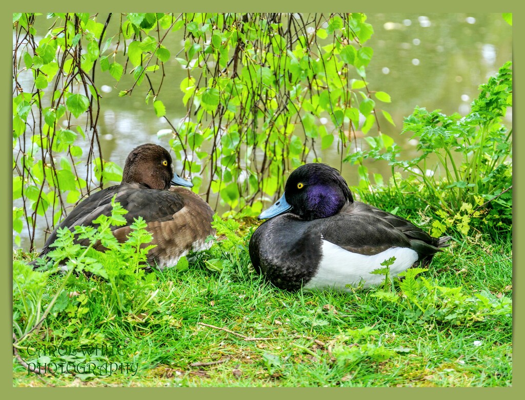 Mr.and Mrs.Tufted Duck by carolmw
