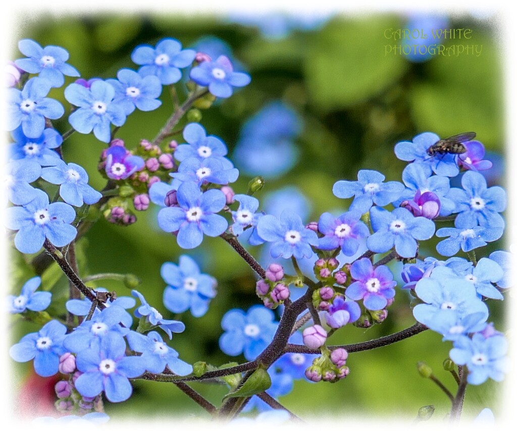 Forget-Me-Nots And Photobomber by carolmw