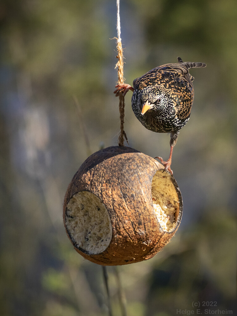 Starling on a coconut! by helstor365