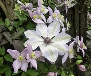 27th Apr 2022 - Clematis 
