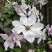 Clematis  by tonygig