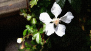 2nd Apr 2022 - Dewberry blossom puzzle...